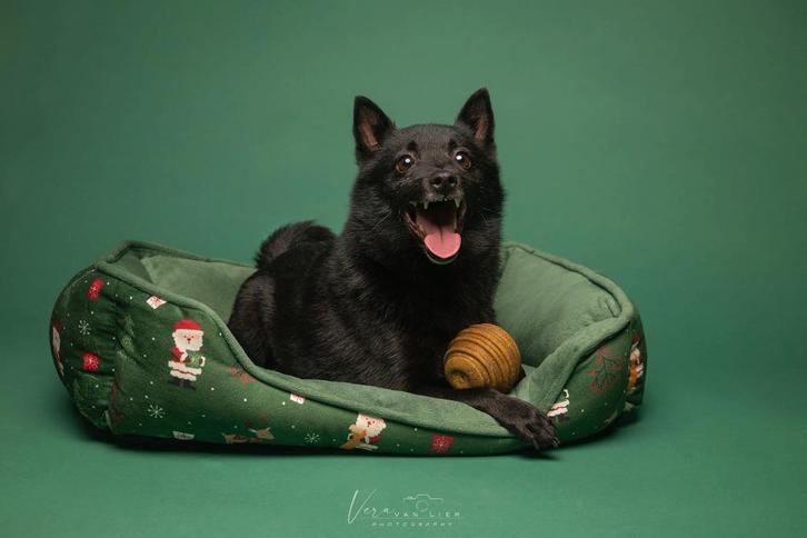 schipperke herplaatsen, Dieren en Toebehoren, Honden | Chihuahua's en Gezelschapshonden, Teef, Overige rassen, Fokker | Hobbymatig