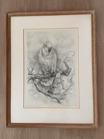 Litho van Aart van Dobbenburgh, Kakatoe voor Marthy beschikbaar voor biedingen