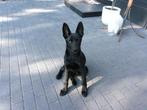 Zwarte Mechelse/duitse herderpup 4 maanden is een reu, Dieren en Toebehoren, 15 weken tot 1 jaar, Reu, Eén hond, Herder
