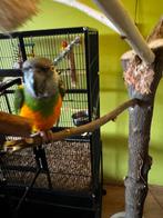 Senegal papegaai Bonte Boertje super tam, Dieren en Toebehoren, Vogels | Parkieten en Papegaaien, Mannelijk, Papegaai, Tam
