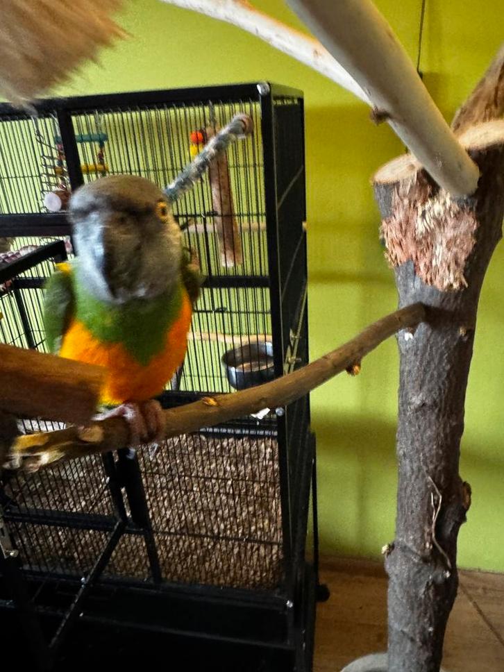 Senegal papegaai Bonte Boertje super tam, Dieren en Toebehoren, Vogels | Parkieten en Papegaaien, Papegaai, Mannelijk, Tam