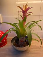 Gratis Bromelia 'Brigada' (uitgebloeid), Vaste plant, Halfschaduw, Zomer, Ophalen