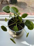 Pannekoekenplant / Pilea, Ophalen, Overige soorten, Halfschaduw, In pot