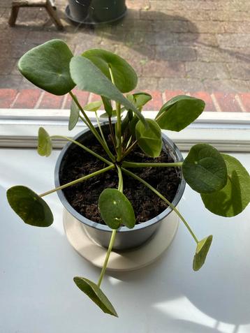 Pannekoekenplant / Pilea beschikbaar voor biedingen