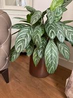 Aardewerk bloempot ( zonder plant) bruin brocante, Tuin en Terras, Bloempotten, Gebruikt, Rond, Binnen, Ophalen of Verzenden