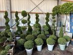 Uniek assortiment exclusieve tuinplanten bonsai Vormsnoei, Ophalen of Verzenden, Zomer, Overige soorten, Volle zon