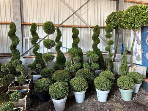 Uniek assortiment exclusieve tuinplanten bonsai Vormsnoei, Tuin en Terras, Planten | Tuinplanten, Overige soorten, Volle zon, Zomer