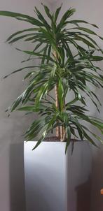 Yucca inclusief met cubico lechuza pot, Huis en Inrichting, Kamerplanten, Yucca, 150 tot 200 cm, In pot, Ophalen