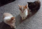 Lieve kittens lapjes + schildpad poesje rood-wit creme kleur, Dieren en Toebehoren, Meerdere dieren, Kortharig, 0 tot 2 jaar