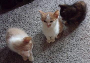 Lieve kittens lapjes + schildpad poesje rood-wit creme kleur beschikbaar voor biedingen