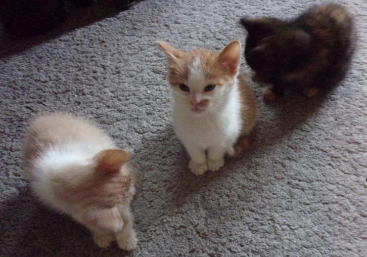 Lieve kittens lapjes + schildpad poesje rood-wit creme kleur, Dieren en Toebehoren, Katten en Kittens | Overige Katten, Kortharig