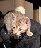 LIEVE Sociale BENGAAL mix kittens, Dieren en Toebehoren, Katten en Kittens | Raskatten | Korthaar, Meerdere dieren, Ontwormd, 0 tot 2 jaar