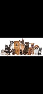 Geen tijd om uw hond uit te laten of op zoek naar een oppas, Ophalen of Verzenden, Zo goed als nieuw, Honden