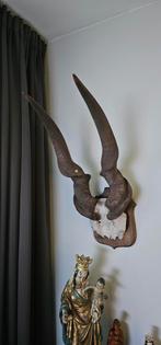 Gewei antilope ?, Ophalen