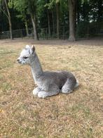 Alpaca merries, merrie veulens, en hengst veulens., Mei, Meerdere dieren