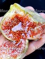 Vijgenboom Chetoui groene vijg uit Noord Marokko, Minder dan 100 cm, Lente, Volle zon, In pot