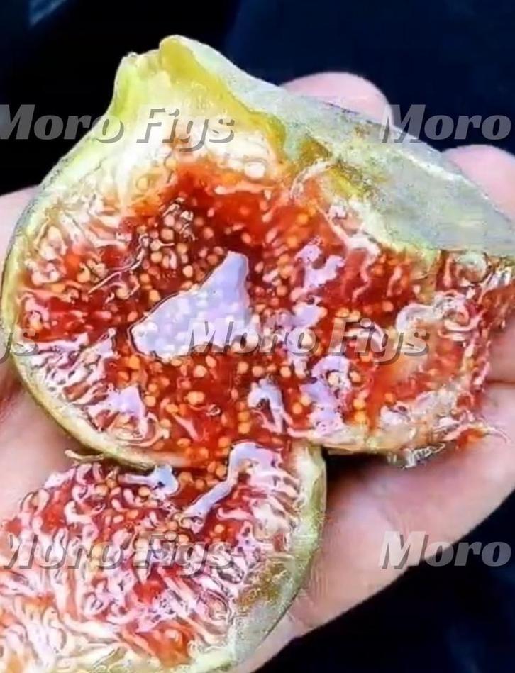 Vijgenboom Chetoui groene vijg uit Noord Marokko, Tuin en Terras, Planten | Fruitbomen, Vijgenboom, Minder dan 100 cm, Volle zon