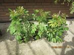 schefflera kamerplant, Huis en Inrichting, Kamerplanten, Ophalen, In pot, Minder dan 100 cm, Volle zon