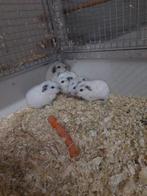 Aangeboden 5 californian cavia's, Dieren en Toebehoren, Knaagdieren, Cavia, Januari, Meerdere dieren, Tam