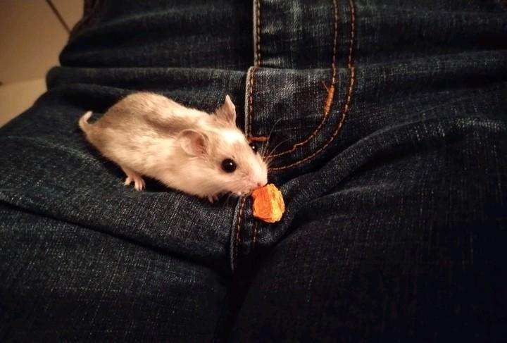 Chinese dwerghamster vrouwtje, Dieren en Toebehoren, Knaagdieren, Vrouwelijk, Hamster, Maart