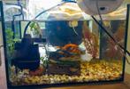 Aquarium met 2 goudvissen, Dieren en Toebehoren, Ophalen, Gevuld zoetwateraquarium
