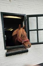 Symphatieke 2,5 jarige, Dieren en Toebehoren, Paarden, Gechipt, Dressuurpaard, 0 tot 2 jaar, Hengst
