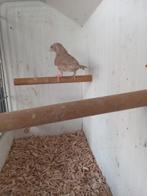 Bandvink, Dieren en Toebehoren, Vrouwelijk, Tropenvogel, Geringd