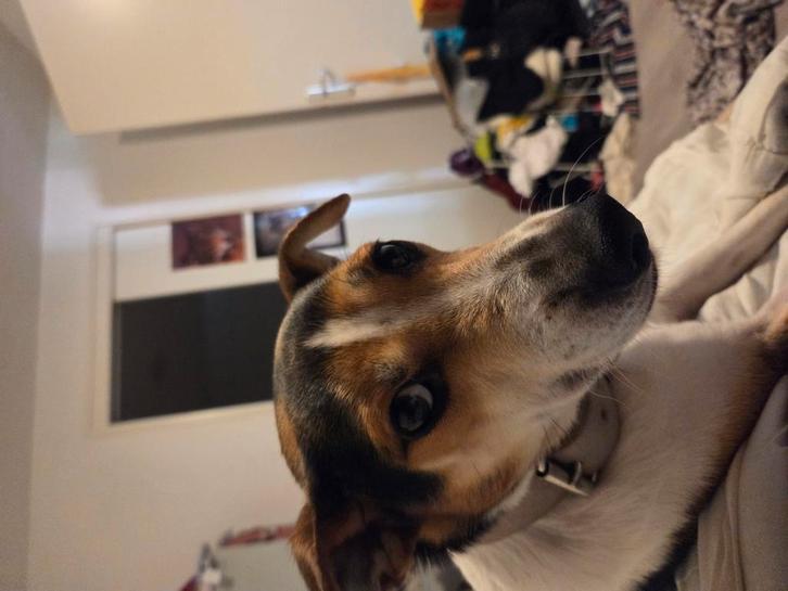 Te koop lieve boerenfox hond, Dieren en Toebehoren, Honden | Niet-rashonden, Middel, Reu, Particulier, Eén hond, Nederland, 3 tot 5 jaar