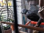 Maatje gezocht voor grijze roodstaart, Dieren en Toebehoren, Vogels | Parkieten en Papegaaien, Geslacht onbekend, Papegaai