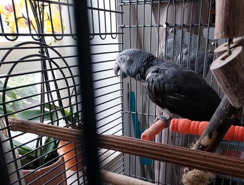 Maatje gezocht voor grijze roodstaart, Dieren en Toebehoren, Vogels | Parkieten en Papegaaien, Papegaai, Geslacht onbekend
