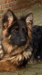 Prachtige langharige Duitse herder pups met rechte rug., Dieren en Toebehoren, Honden | Herdershonden en Veedrijvers, Rabiës (hondsdolheid)