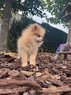 Pomeriaan pup odd eye, Particulier, Keeshond, 15 weken tot 1 jaar, Rabiës (hondsdolheid)