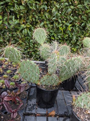 Winterharde cactussen voor in de tuin opuntia phaeacantha  beschikbaar voor biedingen