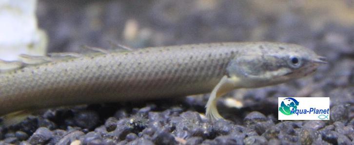 Polypterus senegalus, Dieren en Toebehoren, Vissen | Aquariumvissen, Zoetwatervis, Vis