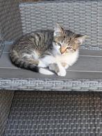 Kitten, Dieren en Toebehoren