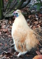 Zijdehoen kriel haan, Dieren en Toebehoren, Pluimvee, Mannelijk, Kip