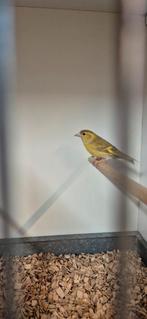 Gezocht pop bruin pastel, Dieren en Toebehoren, Vogels | Overige Vogels, Vrouwelijk