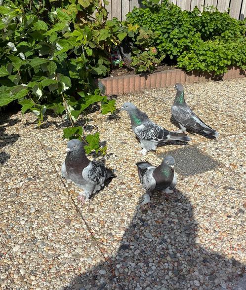 Takla, Dieren en Toebehoren, Vogels | Duiven, Meerdere dieren