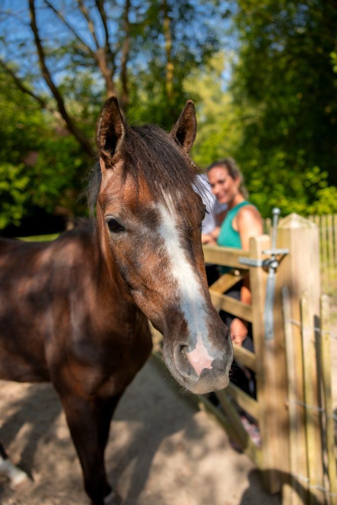 Paard | Merrie te koop, Dieren en Toebehoren, Paarden, Merrie, Onbeleerd, 160 tot 165 cm, 3 tot 6 jaar, Met stamboom, Gechipt