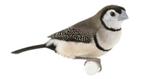 Bichenows Astrilde koppels beschikbaar, Dieren en Toebehoren, Meerdere dieren, Tropenvogel