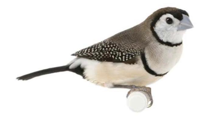 Bichenows Astrilde koppels beschikbaar, Dieren en Toebehoren, Vogels | Overige Vogels, Tropenvogel, Meerdere dieren