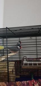 deze  vogels  koppelt  met kooi te koop, Dieren en Toebehoren, Vogels | Parkieten en Papegaaien, Meerdere dieren, Parkiet