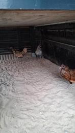 Sebrights hennetjes, Vrouwelijk, Kip