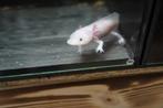 Axolotl's, Dieren en Toebehoren, Reptielen en Amfibieën, 0 tot 2 jaar, Amfibie