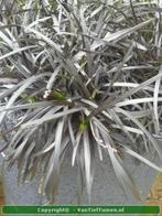 Ophiopogon Niger zwart siergras, Ophalen of Verzenden, Zomer, Halfschaduw