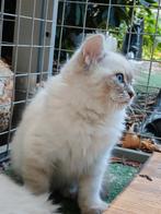 Ragdoll kittens met stamboom, Poes, Gechipt