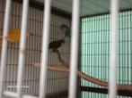 jonge muisparkieten, Dieren en Toebehoren, Meerdere dieren, Parkiet, Geringd