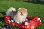 Dwergkees pup , keeshond ,Pomeriaan pups, 15 weken tot 1 jaar, Buitenland, Meerdere, Meerdere dieren