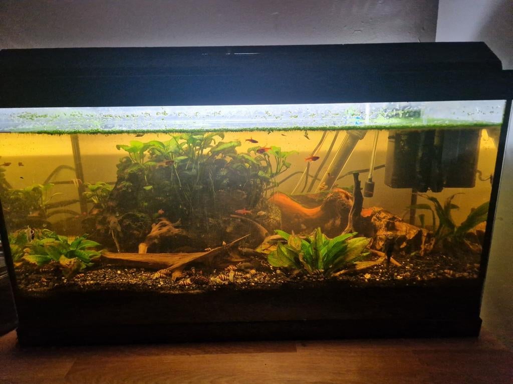 Compleet gezond PRACHTIG aquarium incl ALLES, Ophalen, Zo goed als nieuw, Gevuld zoetwateraquarium