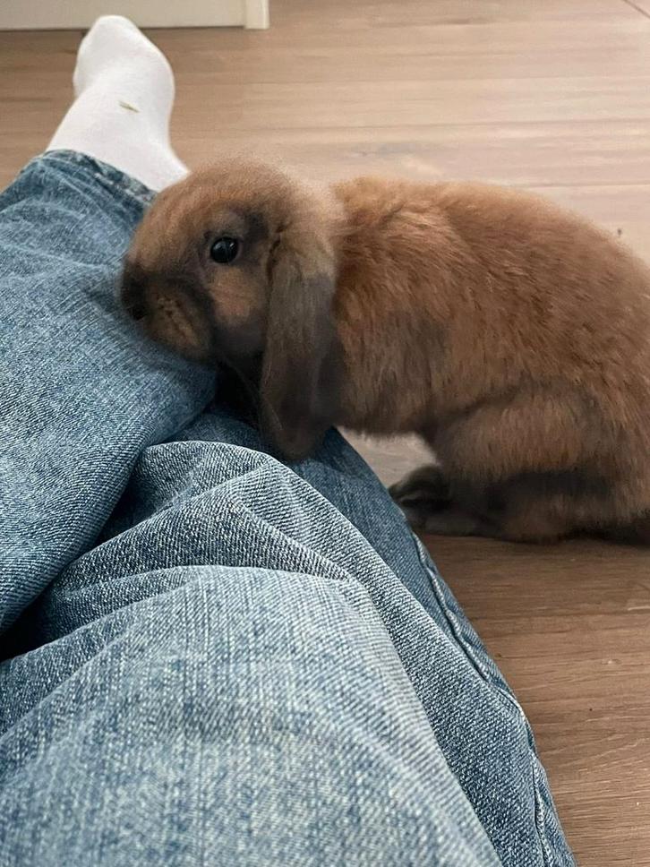 Jonge hangoor konijnen, Dieren en Toebehoren, Konijnen, Vrouwelijk, Hangoor